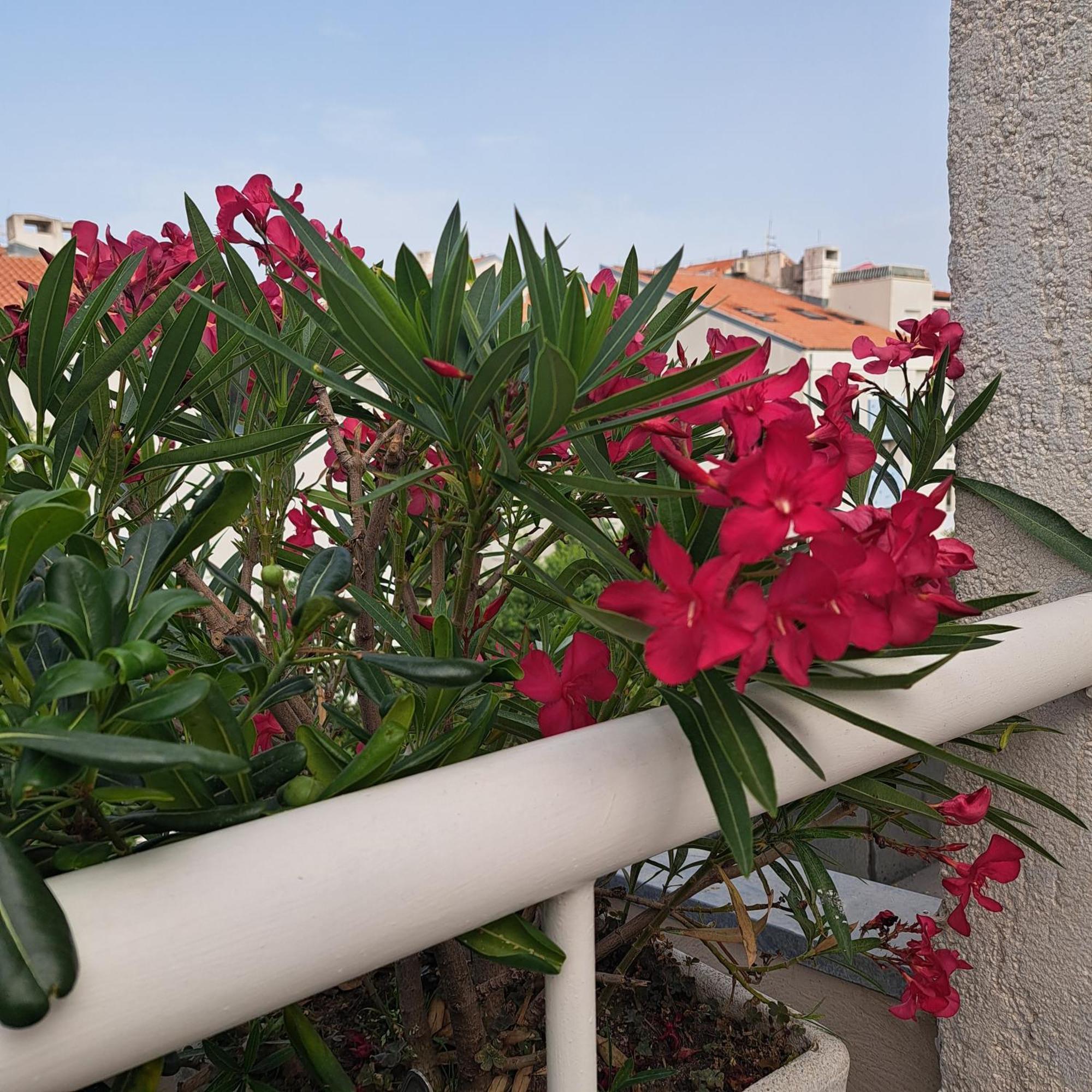 ספליט Apartman Fox מראה חיצוני תמונה